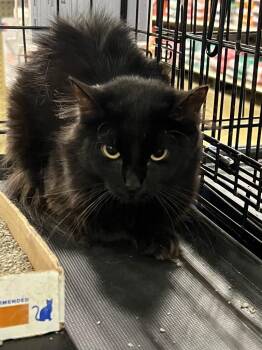 Skyfall -  Domestic Medium Hair Cat for Adoption in Augusta, Georgia - Skyfall | PetCurious