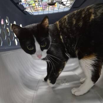 Domestic Short Hair Cats Available for Adoption in Ardmore, Oklahoma - Tallulah | PetCurious