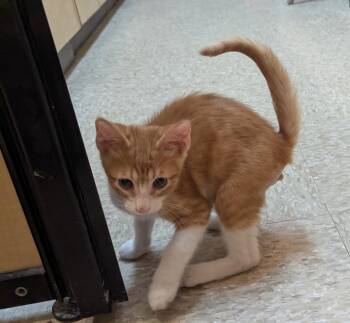Woody -  Domestic Short Hair Cat for Adoption in Rowlett, Texas - Woody | PetCurious
