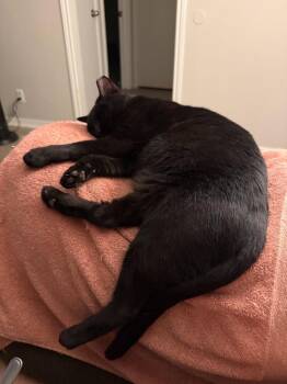Mamma -  Domestic Short Hair Cat for Adoption in San Antonio, Texas - Mamma | PetCurious