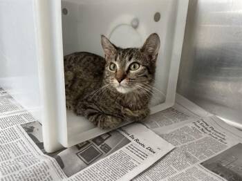 Domestic Medium Hair Cats Available for Adoption - COSMIC | PetCurious