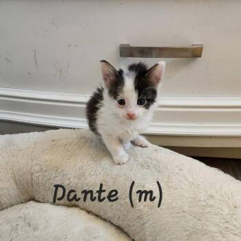 Domestic Medium Hair Cats Available for Adoption in Spring Hill, Kansas - Dante | PetCurious