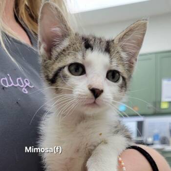 Mimosa -  Domestic Short Hair Cat for Adoption in Mazon, Illinois - Mimosa | PetCurious