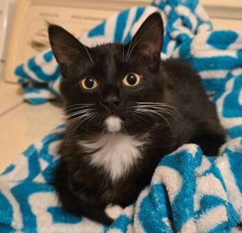 Rescue Domestic Medium Hair Cats for Adoption in Springfield, Oregon - Miss Catalina Mittens | PetCurious