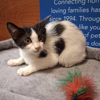 Sapphire -  Domestic Short Hair Cat for Adoption in Rowlett, Texas - Sapphire | PetCurious