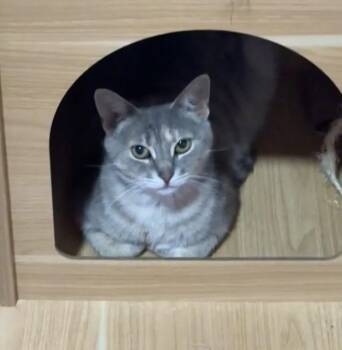 Maybelle -  Domestic Short Hair Cat for Adoption in Spencerville, Ontario - Maybelle | PetCurious