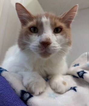 Rescue Domestic Medium Hair Cats for Adoption in Maple Ridge, British Columbia - Wheaton | PetCurious