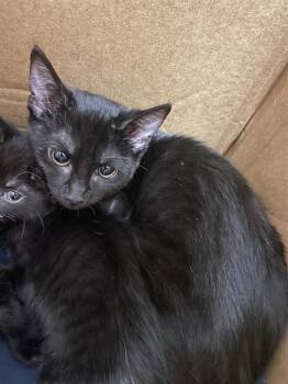 Domestic Short Hair Cats Available for Adoption in Palmetto, Florida - A136096 | PetCurious