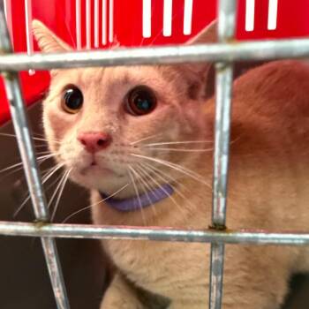 Domestic Short Hair Cats Available for Adoption in Clearwater, Florida - Blondie | PetCurious