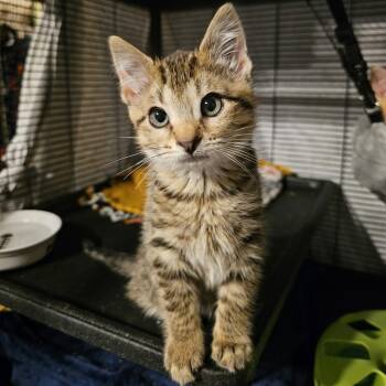Rex -  Domestic Short Hair Cat for Adoption in Monroe, Michigan - Rex | PetCurious