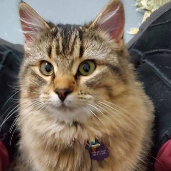 Willa Mae -  Domestic Long Hair Cat for Adoption in Saint Paul, Minnesota - Willa Mae | PetCurious