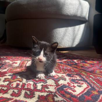 Tuxedo and Domestic Short Hair Cats Available for Adoption in Columbia, South Carolina - UCLA | PetCurious