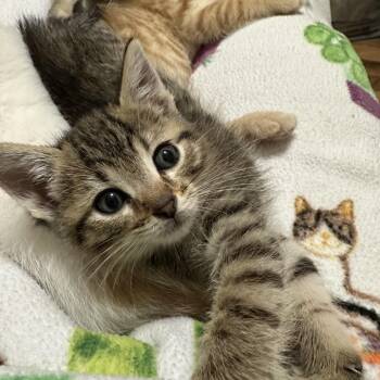 Bronx -  Domestic Short Hair Cat for Adoption in Minneapolis, Minnesota - Bronx | PetCurious