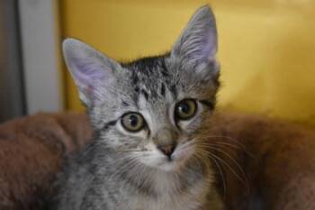 Cloud -  Domestic Long Hair and Domestic Short Hair Cat for Adoption in Kansas City, Missouri - Cloud | PetCurious