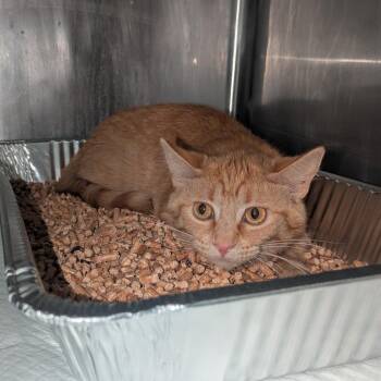 Mozzarella -  Domestic Short Hair Cat for Adoption in Salt Lake City, Utah - Mozzarella | PetCurious