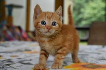 Turbo -  Domestic Short Hair Cat for Adoption in Hermitage, Pennsylvania - Turbo | PetCurious