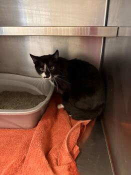 Domestic Short Hair Cats Available for Adoption in Gallatin, Tennessee - Mama | PetCurious