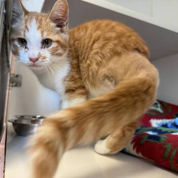 Luffy -  Domestic Short Hair Cat for Adoption in Oakland, California - Luffy | PetCurious