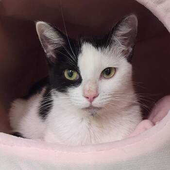 Domestic Short Hair Cats Available for Adoption - Snowbelle | PetCurious
