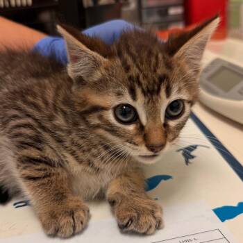 Wood -  Domestic Short Hair Cat Available for Adoption in Lynchburg, Virginia - Wood | PetCurious