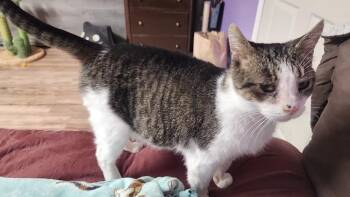 Rusty -  Domestic Short Hair Cat Available for Adoption in Stow, Massachusetts - Rusty | PetCurious