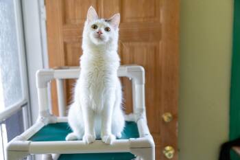 Rescue Maine Coon Cats for Adoption in Chicago, Illinois - Feta | PetCurious