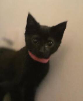 Domestic Short Hair Cats Available for Adoption in Liverpool, Texas - ARWEN | PetCurious