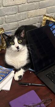 Rescue Domestic Short Hair Cats for Adoption - Charlie 0422 | PetCurious