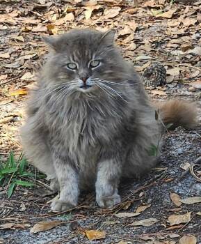 Domestic Long Hair Cats Available for Adoption in Darien, Georgia - Handsome | PetCurious