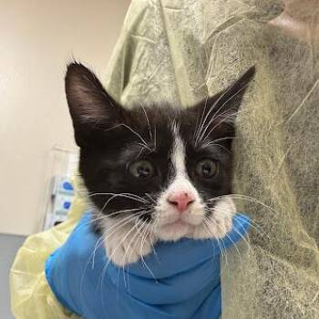 A1423353 -  Domestic Short Hair Cat Available for Adoption in Las Vegas, Nevada - A1423353 | PetCurious