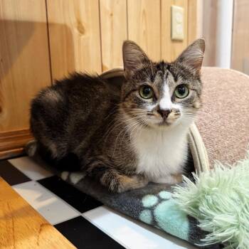 Becky--In Foster -  Domestic Short Hair Cat for Adoption in Fargo, North Dakota - Becky--In Foster | PetCurious