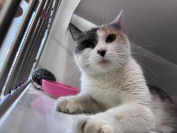 Nonnie -  Domestic Short Hair Cat for Adoption in Saint Paul, Minnesota - Nonnie | PetCurious