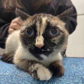 Sky Blue -  Siamese Cat for Adoption in Lenexa, Kansas - Sky Blue | PetCurious