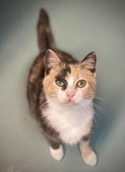 Colette -  Domestic Medium Hair Cat for Adoption in Duxbury, Massachusetts - Colette | PetCurious