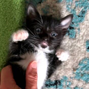 James Potter -  Domestic Short Hair Cat for Adoption in Brownsboro, Alabama - James Potter | PetCurious