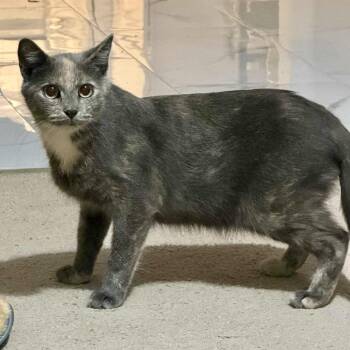 Rescue Dilute Calico Cats for Adoption in Bethel, Connecticut - Granny Smith | PetCurious