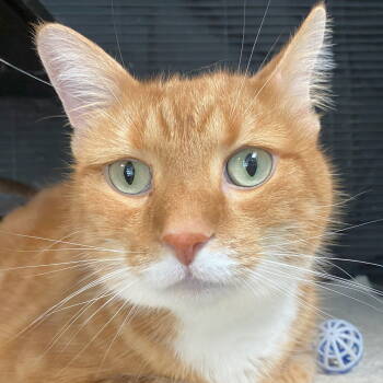 Rescue Domestic Short Hair and Tabby Cats for Adoption in Littlestown, Pennsylvania - Moose | PetCurious