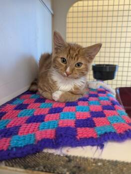 Domestic Short Hair Cats Available for Adoption - Russell Stover (Petsmart) | PetCurious