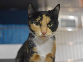 Domestic Short Hair Cats Available for Adoption - Candace | PetCurious