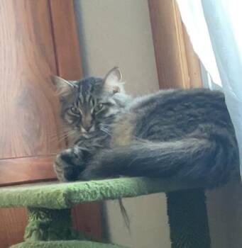 Sweet Pea -  Domestic Medium Hair Cat for Adoption in Des Moines, Iowa - Sweet Pea | PetCurious