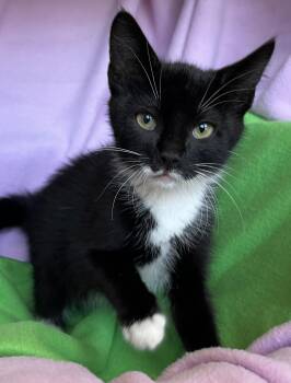 Panda -  Tuxedo Cat for Adoption in Hood River, Oregon - Panda | PetCurious