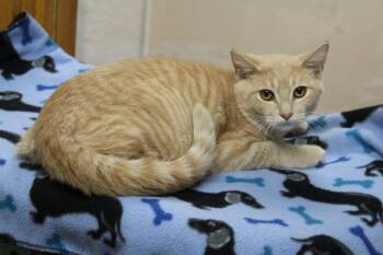 Rolf -  Domestic Short Hair Cat for Adoption in Portage, Wisconsin - Rolf | PetCurious