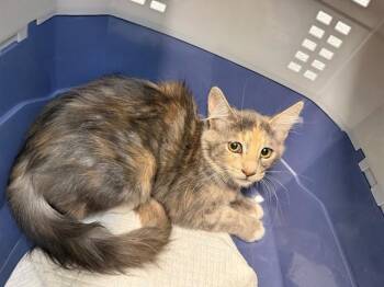 BROOKLYNN -  Domestic Medium Hair Cat for Adoption in Antioch, California - BROOKLYNN | PetCurious