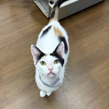 Vegas -  Domestic Short Hair Cat for Adoption in Beaumont, Texas - Vegas | PetCurious