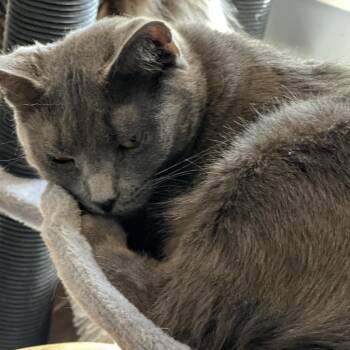 Rescue Domestic Short Hair and Russian Blue Cats for Adoption in Atoka, Tennessee - Finch - Shy | PetCurious