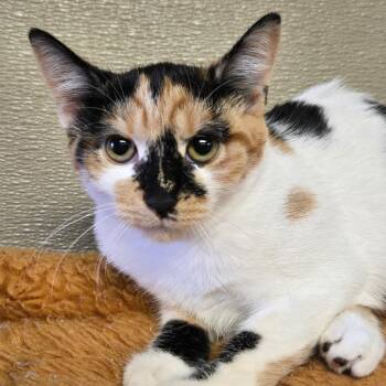 Bambi -  Domestic Short Hair Cat for Adoption in Pennsville Township, New Jersey - Bambi | PetCurious