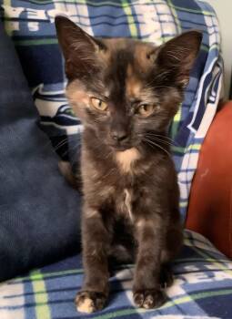 Friday -  Tortoiseshell Cat Available for Adoption in Pasco, Washington - Friday | PetCurious