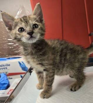Tostada -  Domestic Medium Hair and Domestic Short Hair Cat for Adoption in Fresno, California - Tostada | PetCurious