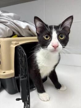 Used My Rewards For This Jacket -  Domestic Short Hair Cat for Adoption in Kansas City, Missouri - Used My Rewards For This Jacket | PetCurious