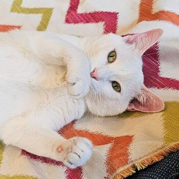 Domestic Short Hair Cats Available for Adoption in Chicago, Illinois - Michael | PetCurious